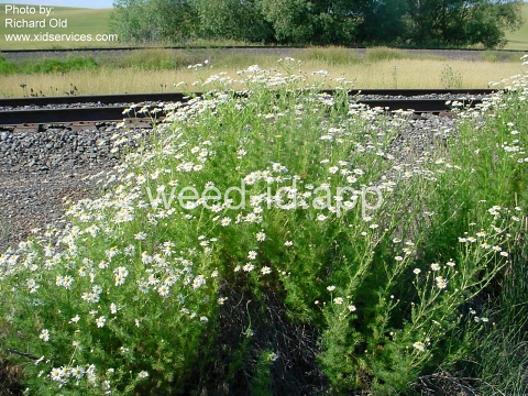 chamomile, scentless